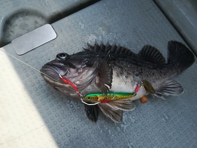 IDATEN(イダテン) 釣果