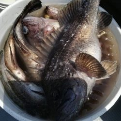 IDATEN（イダテン） 釣果