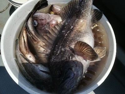 IDATEN（イダテン） 釣果