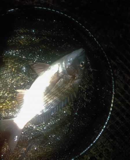 庄内湖 クロダイ