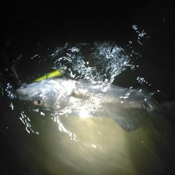 中ノ島シーバス調子いいです！