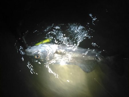 中ノ島シーバス調子いいです！