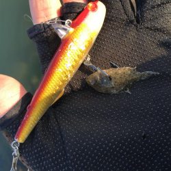 もぉランカーでいいっすか？ダメ？