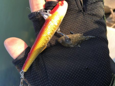 もぉランカーでいいっすか？ダメ？