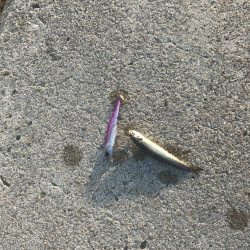 カタクチイワシの群れが大量