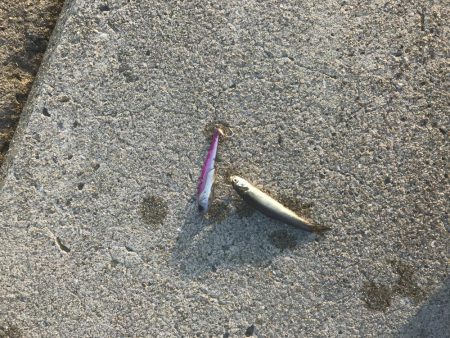 カタクチイワシの群れが大量