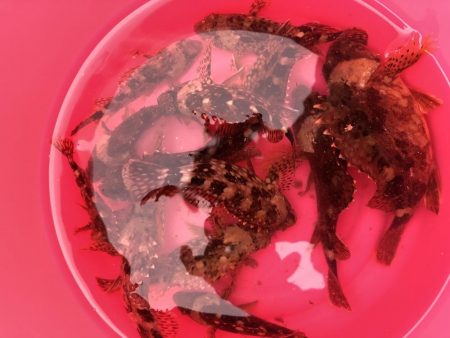 マイクロベイトパターンにはシラスカラー！！…