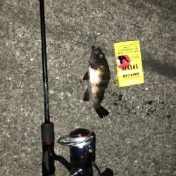 チニング撃沈メバル居残り