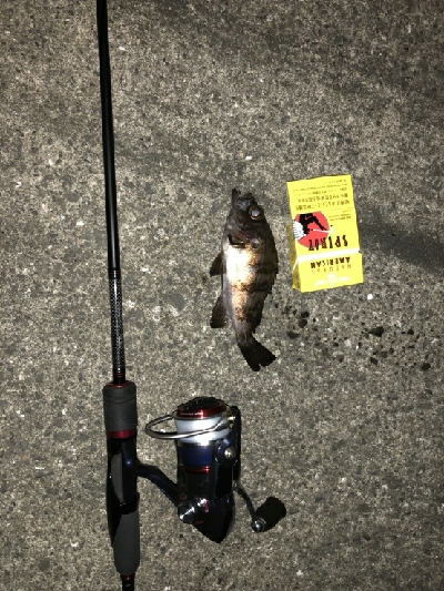 チニング撃沈メバル居残り