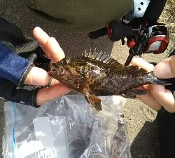 ガシラを求めて