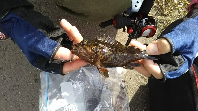 ガシラを求めて