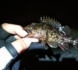 テトラ帯ライトゲーム