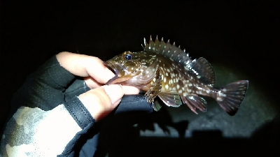 テトラ帯ライトゲーム