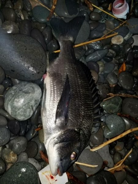 ノッコミ鯛の最終調査