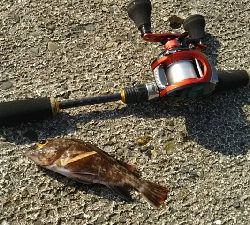 ガシラを求めて3