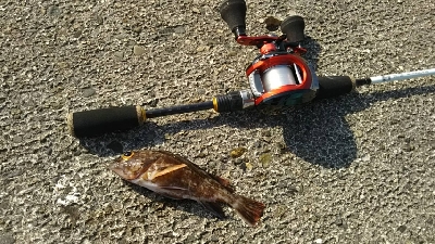 ガシラを求めて3