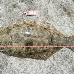 初場所サーフ調査