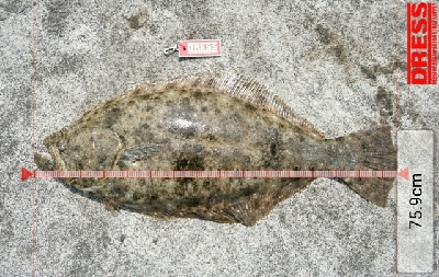 初場所サーフ調査