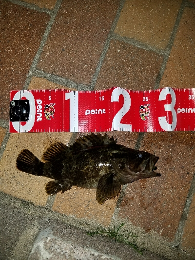 快適な釣りでした❗