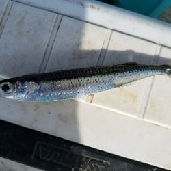 五目釣り　～色んな魚が釣れればと～