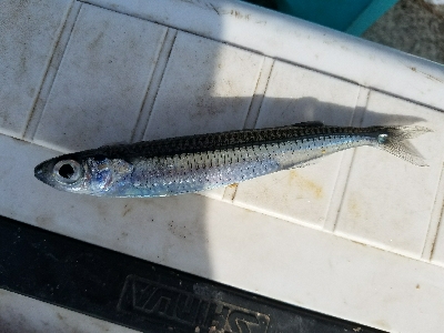 五目釣り　～色んな魚が釣れればと～