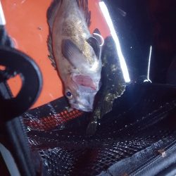 津ヨットハーバー　バチ抜け