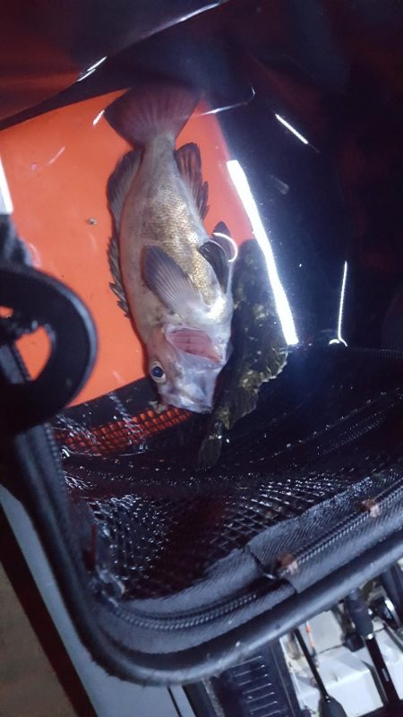 津ヨットハーバー　バチ抜け