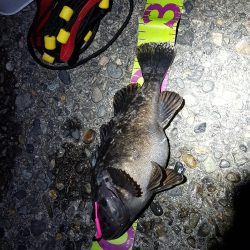 ヨットハーバーリベンジ