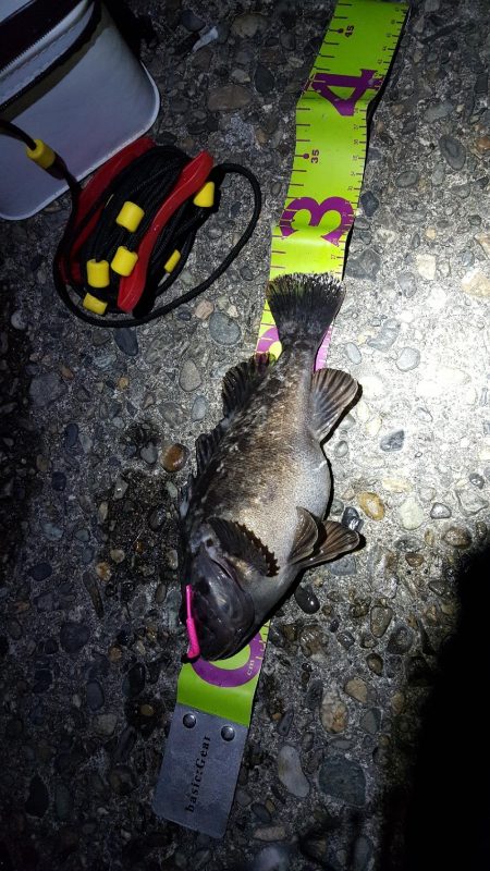 ヨットハーバーリベンジ