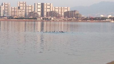 2日連続キビレゲット。フックが折れました。