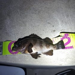 日本鋼管先端メバリング