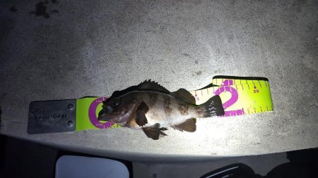 日本鋼管先端メバリング