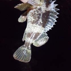 ガッシーまつり