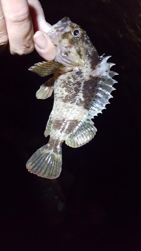 ガッシーまつり