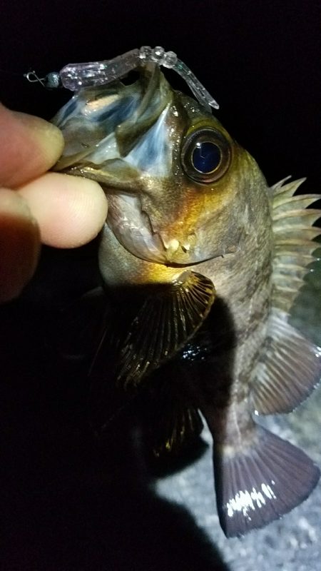 久しぶりのメバルちゃん