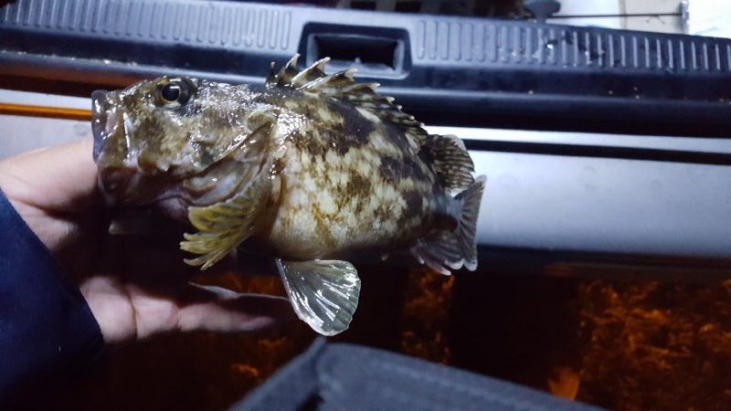 どこへ行ってもカサゴばかり