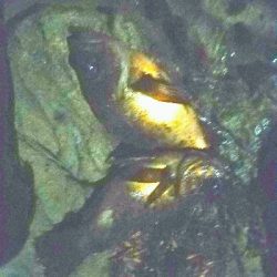 メバリングからのスズキ