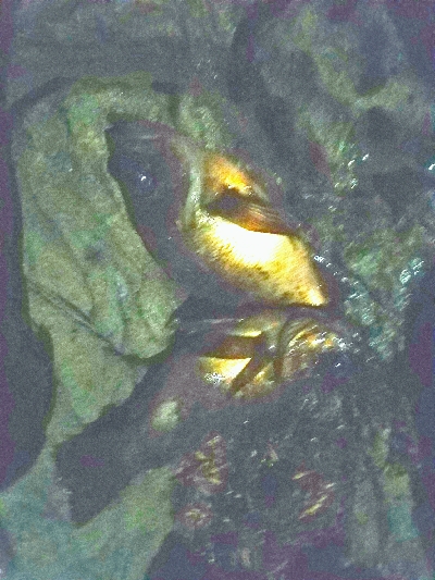 メバリングからのスズキ