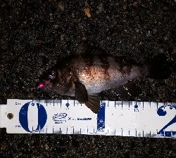 雨上がりの調査