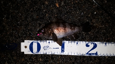 雨上がりの調査