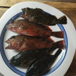 ガシラ釣り　～ネチネチ探る！～