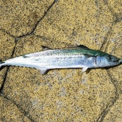 よーくひきました！