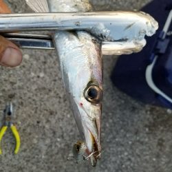 カマスフィッシング