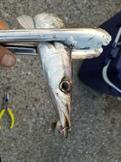 カマスフィッシング