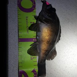 メバリング好調