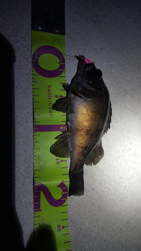 メバリング好調