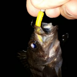 ご近所メバリングへ