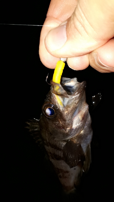 ご近所メバリングへ