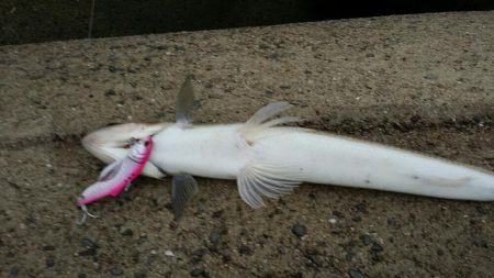 タチウオ撃沈です