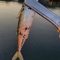 4ヵ月ぶりの坊主回避！！